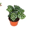 Calathea Makoyana Peacock Plant - 6'' Live Potted Houseplant Indoor - Image 1