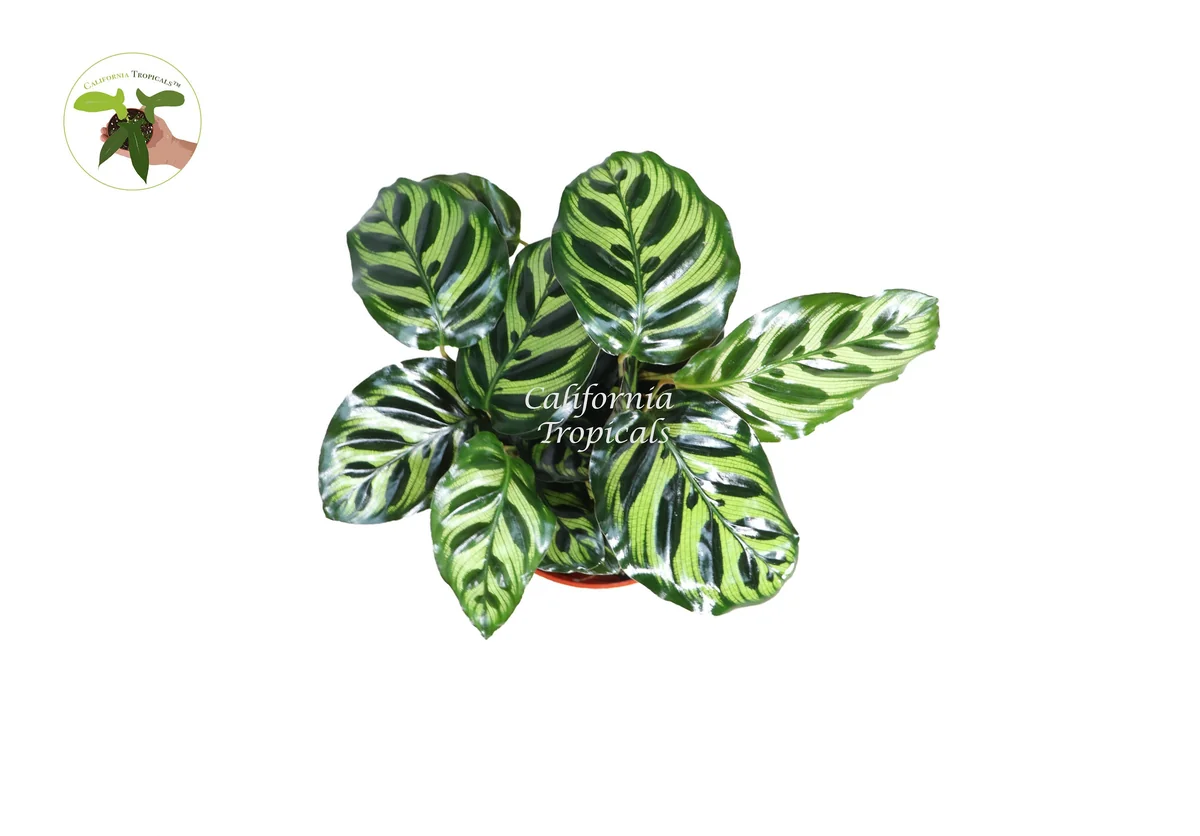 Calathea Makoyana Peacock Plant - 6'' Live Potted Houseplant Indoor - Image 2