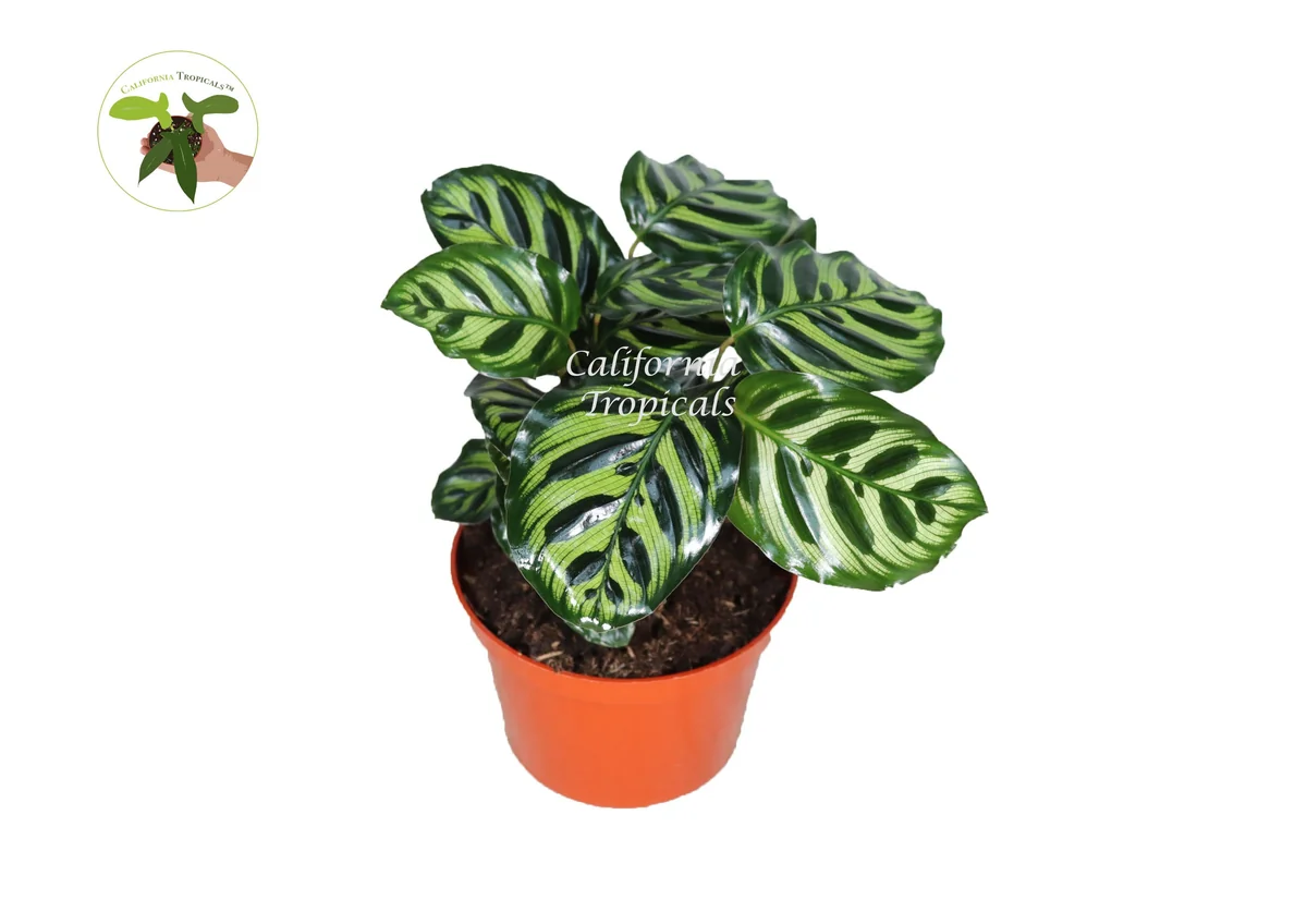 Calathea Makoyana Peacock Plant - 6'' Live Potted Houseplant Indoor - Image 1