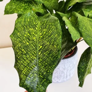 Calathea Musaica Live Plant – Network Plant – 4 inch Pot – Indoor - Image 1