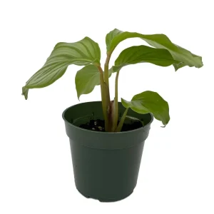 Calathea Orbifolia Live Plant – Peacock Plant – Potted Houseplant – 4 inch Pot – Indoor - Image 2