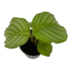 Calathea Orbifolia Live Plant – Peacock Plant – Potted Houseplant – 4 inch Pot – Indoor - Image 1