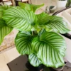 Calathea Orbifolia Live Plant - Potted Houseplant for Indoor Decor - Image 1