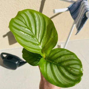 Calathea Orbifolia Live Plant - Potted Houseplant for Indoor Decor - Image 2