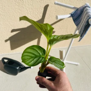 Calathea Orbifolia Live Plant - Potted Houseplant for Indoor Decor - Image 3