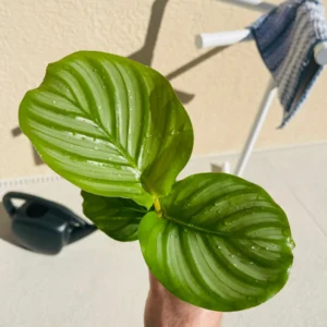 Calathea Orbifolia Live Plant - Potted Houseplant for Indoor Decor - Image 4