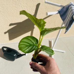 Calathea Orbifolia Live Plant - Potted Houseplant for Indoor Decor - Image 5