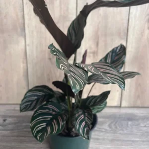 Calathea Ornata Live Plant – 6 Inch Pot – Indoor Prayer Plant with Pink Stripes - Image 2