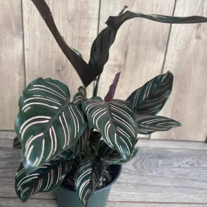 Calathea Ornata Live Plant – 6 Inch Pot – Indoor Prayer Plant with Pink Stripes - Image 4
