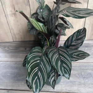 Calathea Ornata Live Plant – 6 Inch Pot – Indoor Prayer Plant with Pink Stripes - Image 5