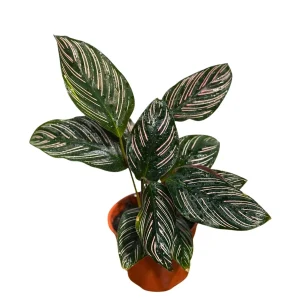 Calathea Ornata Pinstripe Live Plant - 4 inch Grow Pot - Easy Care Indoor Houseplant - Image 1