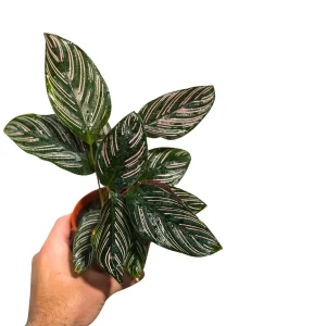 Calathea Ornata Pinstripe Live Plant - 4 inch Grow Pot - Easy Care Indoor Houseplant - Image 3