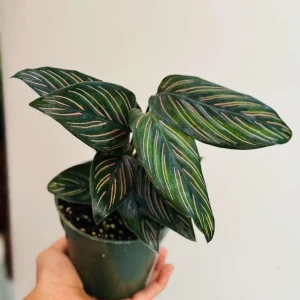 Calathea Ornata Pinstripe Live Plant – 4 inch Grow Pot – Indoor Houseplant - Image 3
