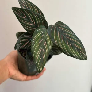 Calathea Ornata Pinstripe Live Plant – 4 inch Grow Pot – Indoor Houseplant - Image 4