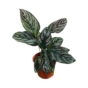 Calathea Ornata Pinstripe Live Plant - 4 inch Grow Pot - Easy Care Indoor Houseplant - Image 5
