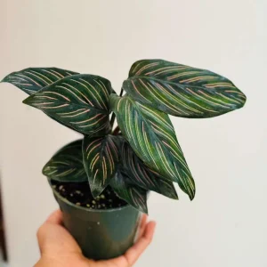 Calathea Ornata Pinstripe Live Plant – 4 inch Grow Pot – Indoor Houseplant - Image 5