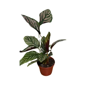Calathea Ornata Pinstripe Live Plant - 4 inch Grow Pot - Easy Care Indoor Houseplant - Image 6