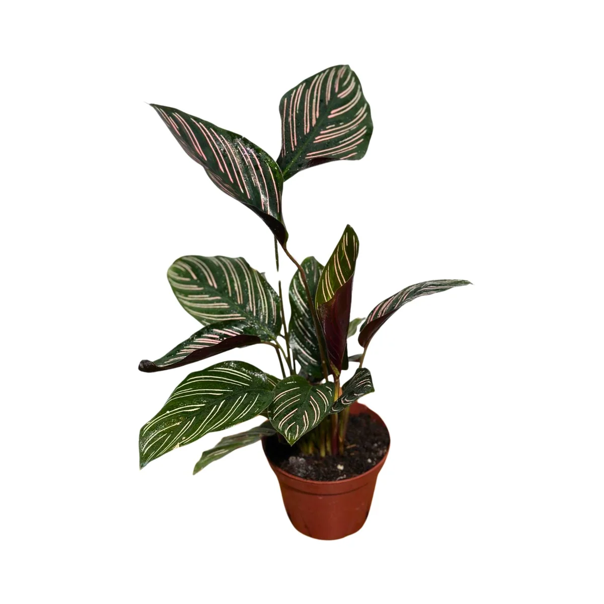 Calathea Ornata Pinstripe Live Plant - 4 inch Grow Pot - Easy Care Indoor Houseplant - Image 6
