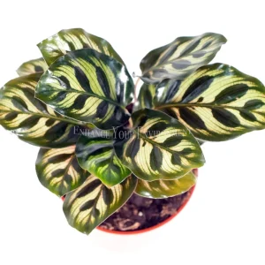 Calathea Peacock Makoyana Live Plant – 4'' Pot – Indoor Foliage Plant - Image 2
