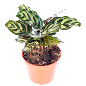 Calathea Peacock Makoyana Live Plant – 4'' Pot – Indoor Foliage Plant - Image 1