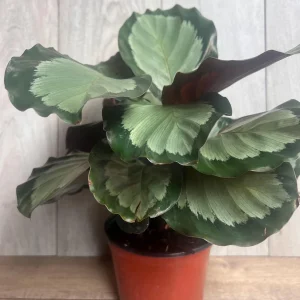 Calathea Picturata Live Plant – 6 Inch Pot – Indoor Houseplant for Home & Office - Image 2