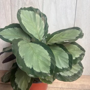 Calathea Picturata Live Plant – 6 Inch Pot – Indoor Houseplant for Home & Office - Image 3