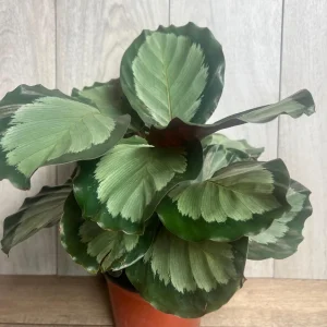 Calathea Picturata Live Plant – 6 Inch Pot – Indoor Houseplant for Home & Office - Image 4