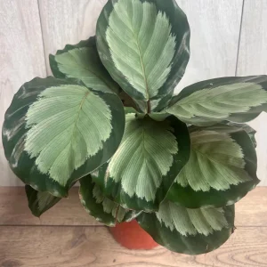Calathea Picturata Live Plant – 6 Inch Pot – Indoor Houseplant for Home & Office - Image 5
