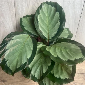 Calathea Picturata Live Plant – 6 Inch Pot – Indoor Houseplant for Home & Office - Image 7