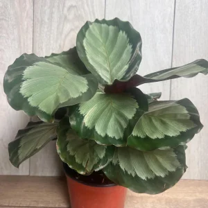 Calathea Picturata Live Plant – 6 Inch Pot – Indoor Houseplant for Home & Office - Image 8