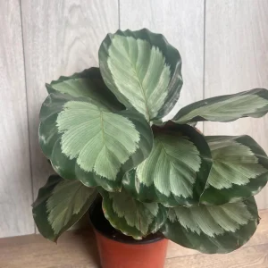 Calathea Picturata Live Plant – 6 Inch Pot – Indoor Houseplant for Home & Office - Image 9