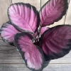 Calathea Pink Star Live Plant - 6 inch Pot - Stunning Indoor Houseplant - Image 1