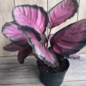 Calathea Pink Star Live Plant - 6 inch Pot - Stunning Indoor Houseplant - Image 2