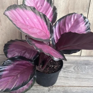 Calathea Pink Star Live Plant - 6 inch Pot - Stunning Indoor Houseplant - Image 3