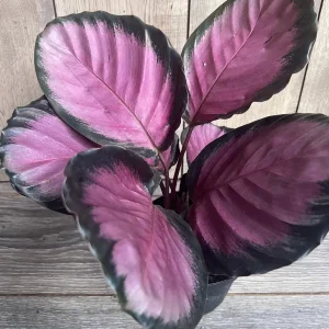 Calathea Pink Star Live Plant - 6 inch Pot - Stunning Indoor Houseplant - Image 1
