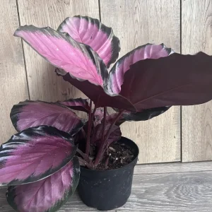 Calathea Pink Star Live Plant - 6 inch Pot - Stunning Indoor Houseplant - Image 6