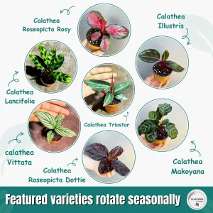 Calathea Prayer Plants Assorted Set of 4 Live Indoor Pet-Friendly Foliage - Image 4