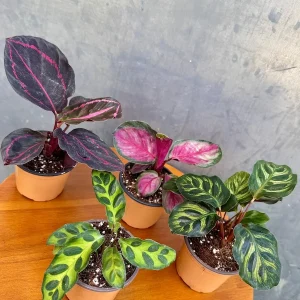Calathea Prayer Plants Assorted Set of 4 Live Indoor Pet-Friendly Foliage - Image 6
