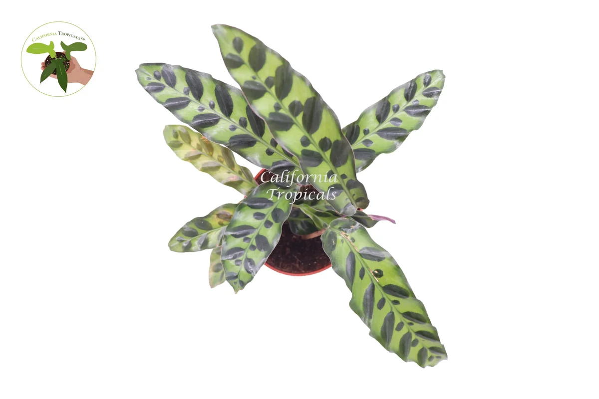Calathea Rattlesnake Lancifolia Live Plant – 4 inch Pot – Indoor - Image 2