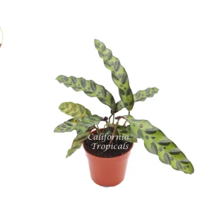 Calathea Rattlesnake Lancifolia Live Plant – 4 inch Pot – Indoor - Image 1