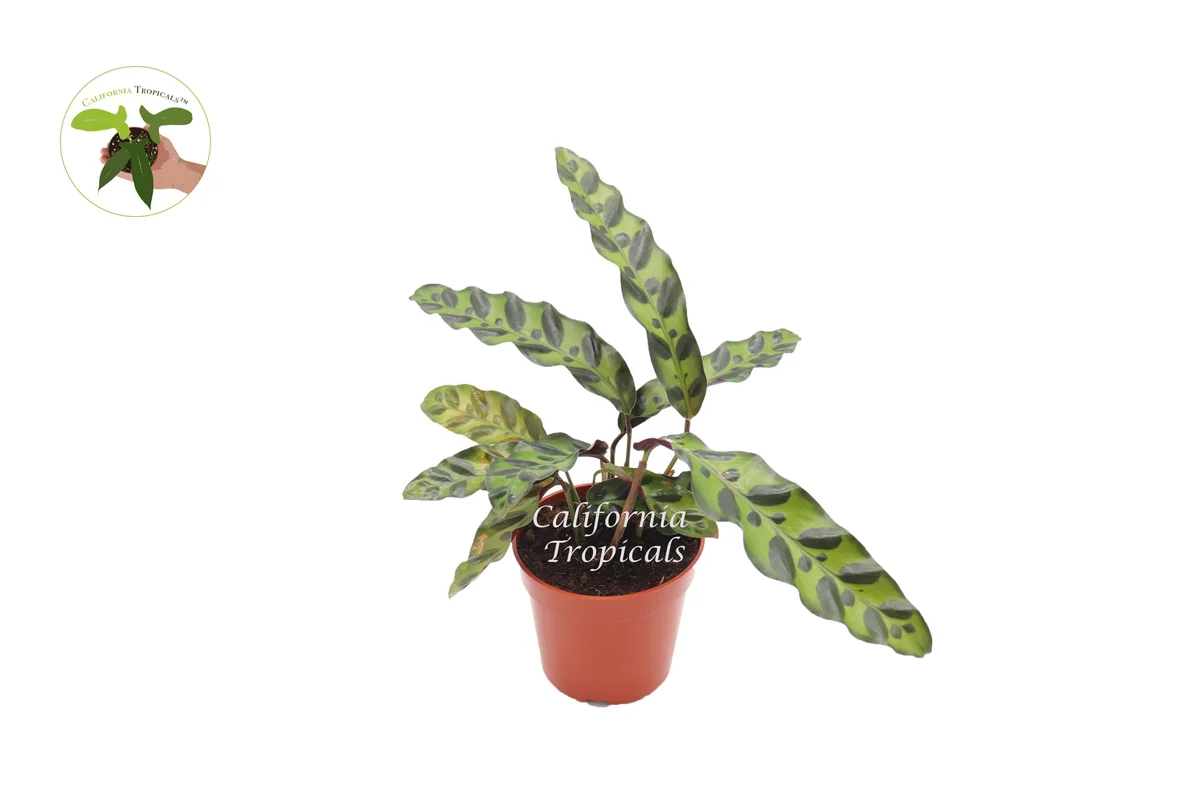 Calathea Rattlesnake Lancifolia Live Plant – 4 inch Pot – Indoor - Image 1