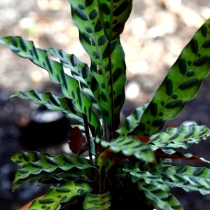 Calathea Rattlesnake Live Plant - Indoor Air Purifier Houseplant - 2-6 inch Pot - Image 2