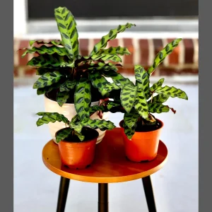 Calathea Rattlesnake Live Plant - Indoor Air Purifier Houseplant - 2-6 inch Pot - Image 3