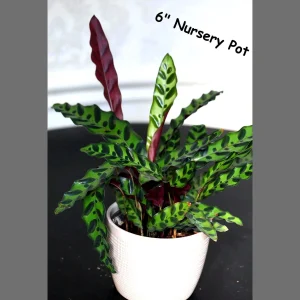 Calathea Rattlesnake Live Plant - Indoor Air Purifier Houseplant - 2-6 inch Pot - Image 1