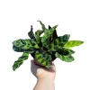 Calathea Rattlesnake Plant Live Plant – 2 inch Pot – Air Purifier Houseplant - Image 1