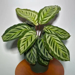 Calathea Roseopicta Cora Live Plant - Prayer Plant - 6 inch Grow Pot - Indoor Tropical Houseplant - Image 2