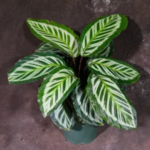 Calathea Roseopicta Cora Live Plant - Prayer Plant - 6 inch Grow Pot - Indoor Tropical Houseplant - Image 3