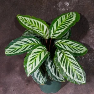 Calathea Roseopicta Cora Live Plant - Prayer Plant - 6 inch Grow Pot - Indoor Tropical Houseplant - Image 1