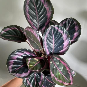 Calathea Roseopicta Dottie Live Plant 4 inch Pot - Rose Painted Calathea Indoor - Image 10
