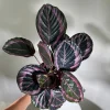 Calathea Roseopicta Dottie Live Plant 4 inch Pot - Rose Painted Calathea Indoor - Image 1